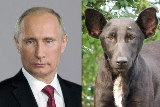 Vladimir Putin and a dog